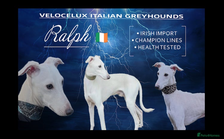 Italian Greyhound dogs MR RALPH AT STUD ( HEALTH TESTED ) - Advert 7