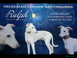 Italian Greyhound dogs MR RALPH AT STUD ( HEALTH TESTED ) - Advert 8