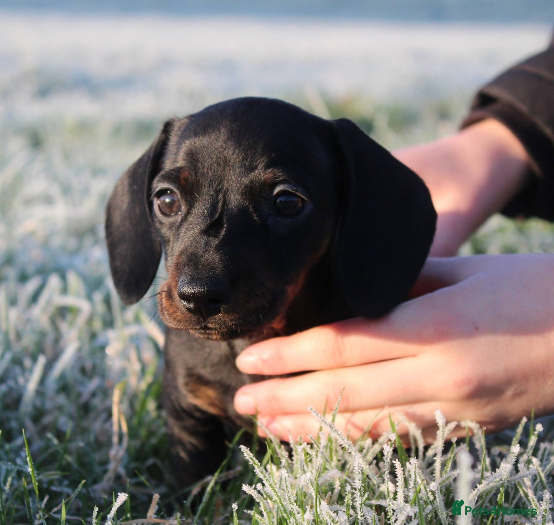 Miniature Dachshund dogs for sale: Stunning Miniature Dachshund Puppies - Advert 31