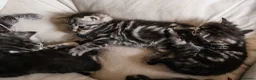 British Shorthair cats for sale: Gorgeous British shorthair tabby litter - Advert 23