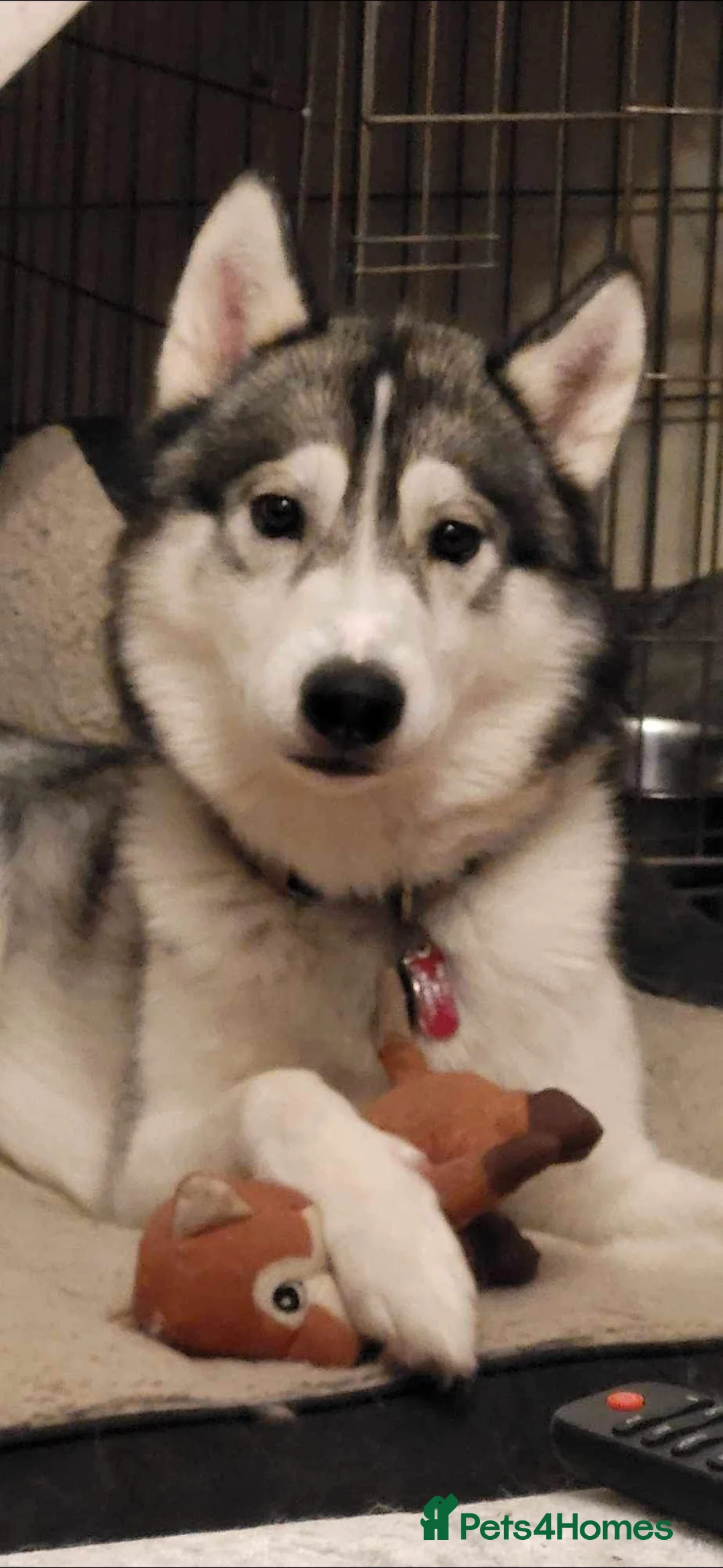 Siberian Husky dogs for stud: husky for stud - Advert 1