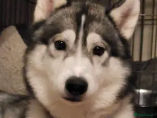 Siberian Husky dogs husky for stud - Advert 2