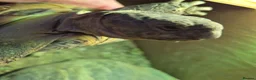 Tortoise reptiles for sale: Much-Loved Horsefield Tortoises Need New Homes in Bracknell - Advert 2