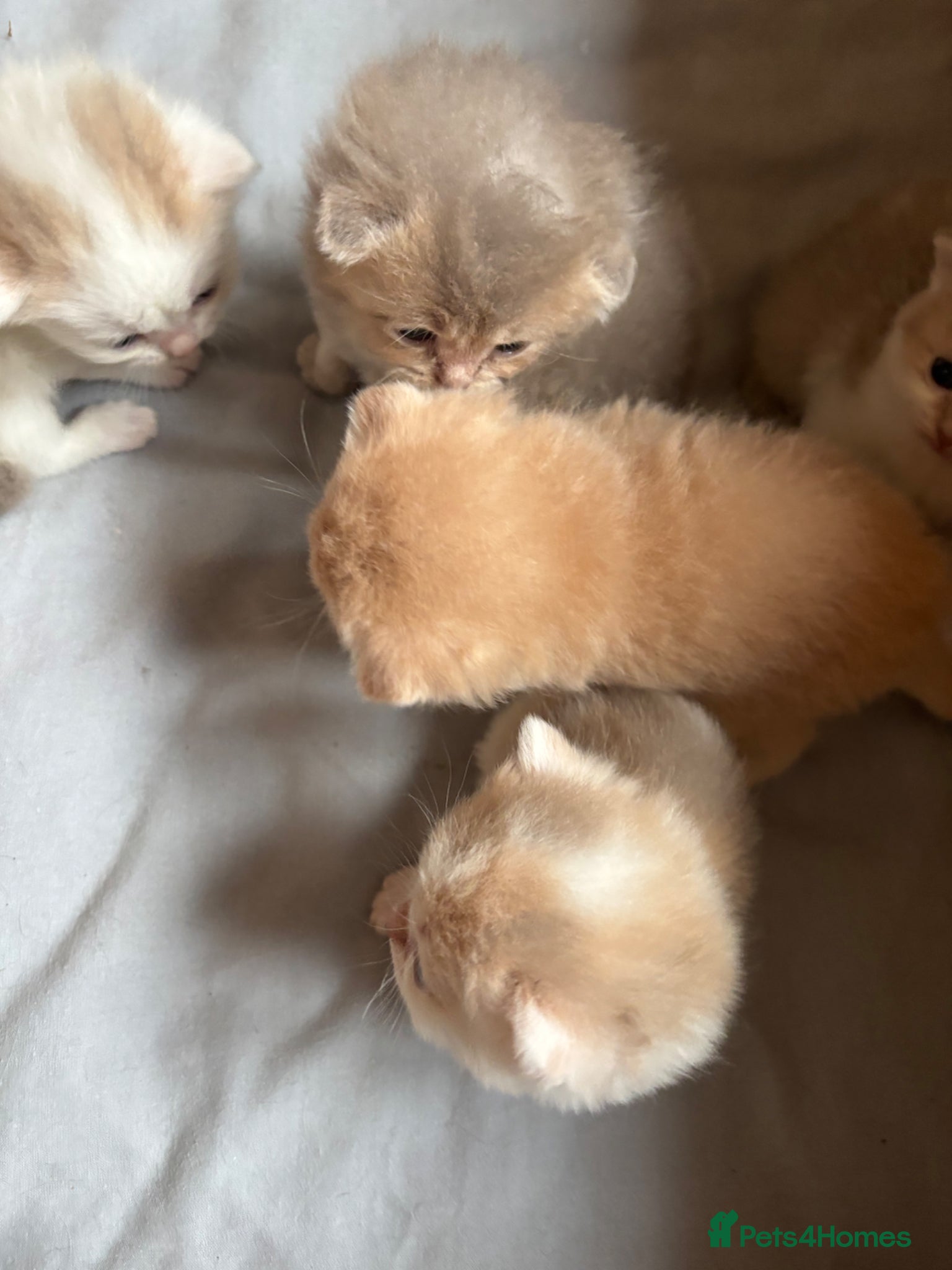 Scottish Fold cats Unique Scottish fold kittens - Advert 4