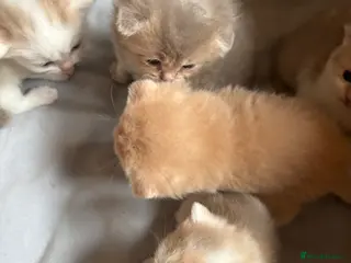 Scottish Fold cats Unique Scottish fold kittens - Advert 4