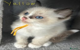 Ragdoll cats for sale: Ragdoll - Ready now - Image 3