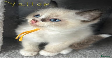 Ragdoll cats - Advert 14