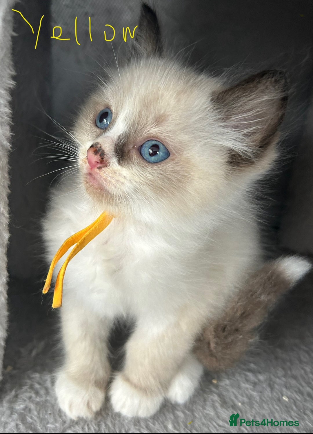 Ragdoll cats for sale: Ragdoll - Ready now - Image 3