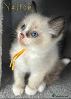 Ragdoll cats - Advert 3