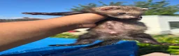 Ferret rodents for sale: Stunning ferret for sale - Advert 7