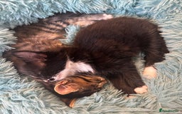 Mixed Breed cats for sale: Black & White Female Kitten - Image 3