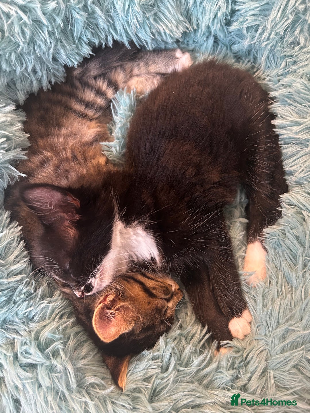 Mixed Breed cats for sale: Black & White Female Kitten - Image 3