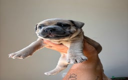 Mixed Breed dogs for sale: Staffy cross Frenchie puppies - Image 10