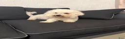 Bichon Frise dogs for sale: Bella bichon frise looking for her  - Advert 5
