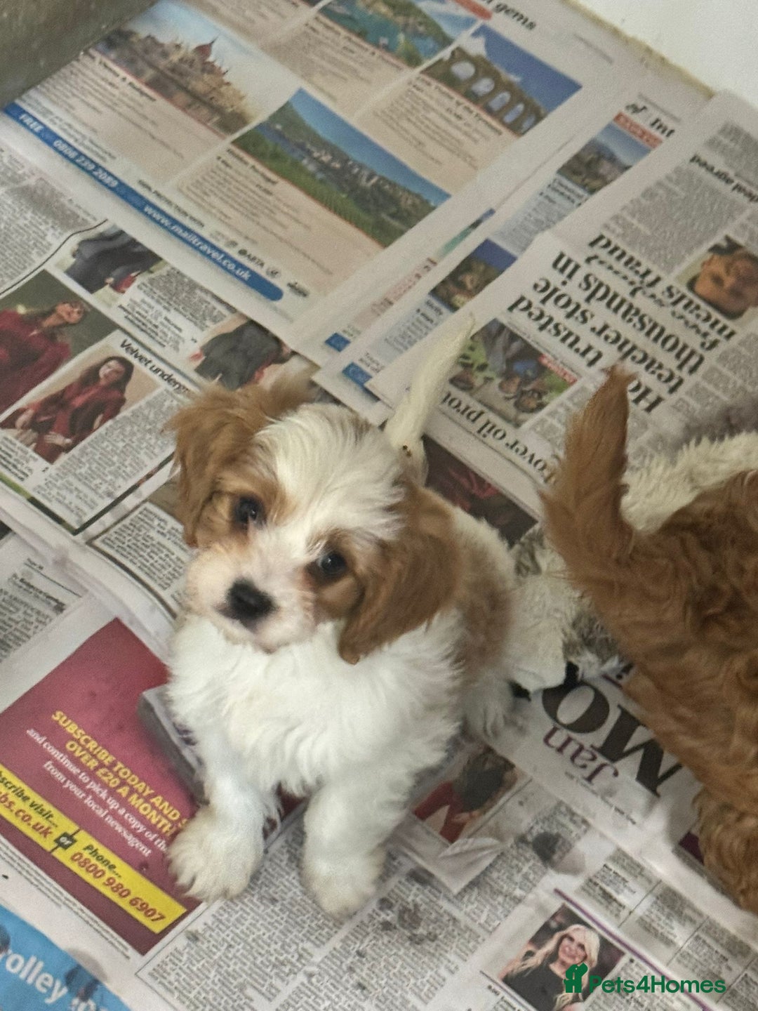 Cavapoo dogs for sale: 2 cheeky Male Cavapoo pups - Advert 6