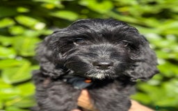 Cockapoo dogs for sale: Stunning Cockerpoo Puppies - Image 13