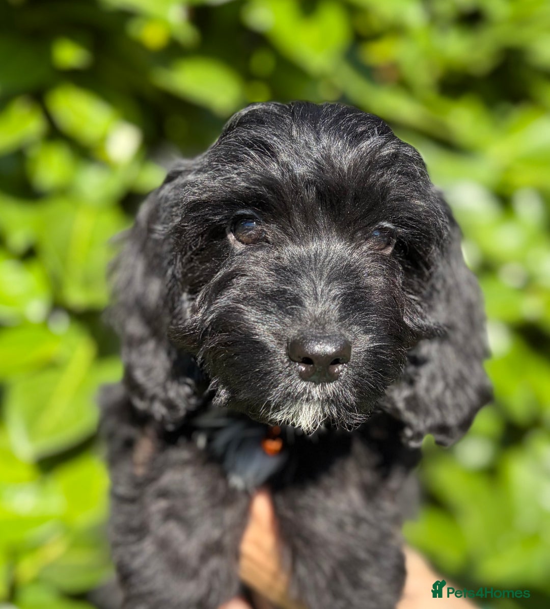 Cockapoo dogs for sale: Stunning Cockerpoo Puppies - Image 13