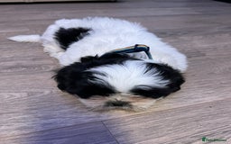 Shih Tzu dogs for sale: 4 adorable Shih Tzu for sale, 3 girls and 1 boy - Image 16
