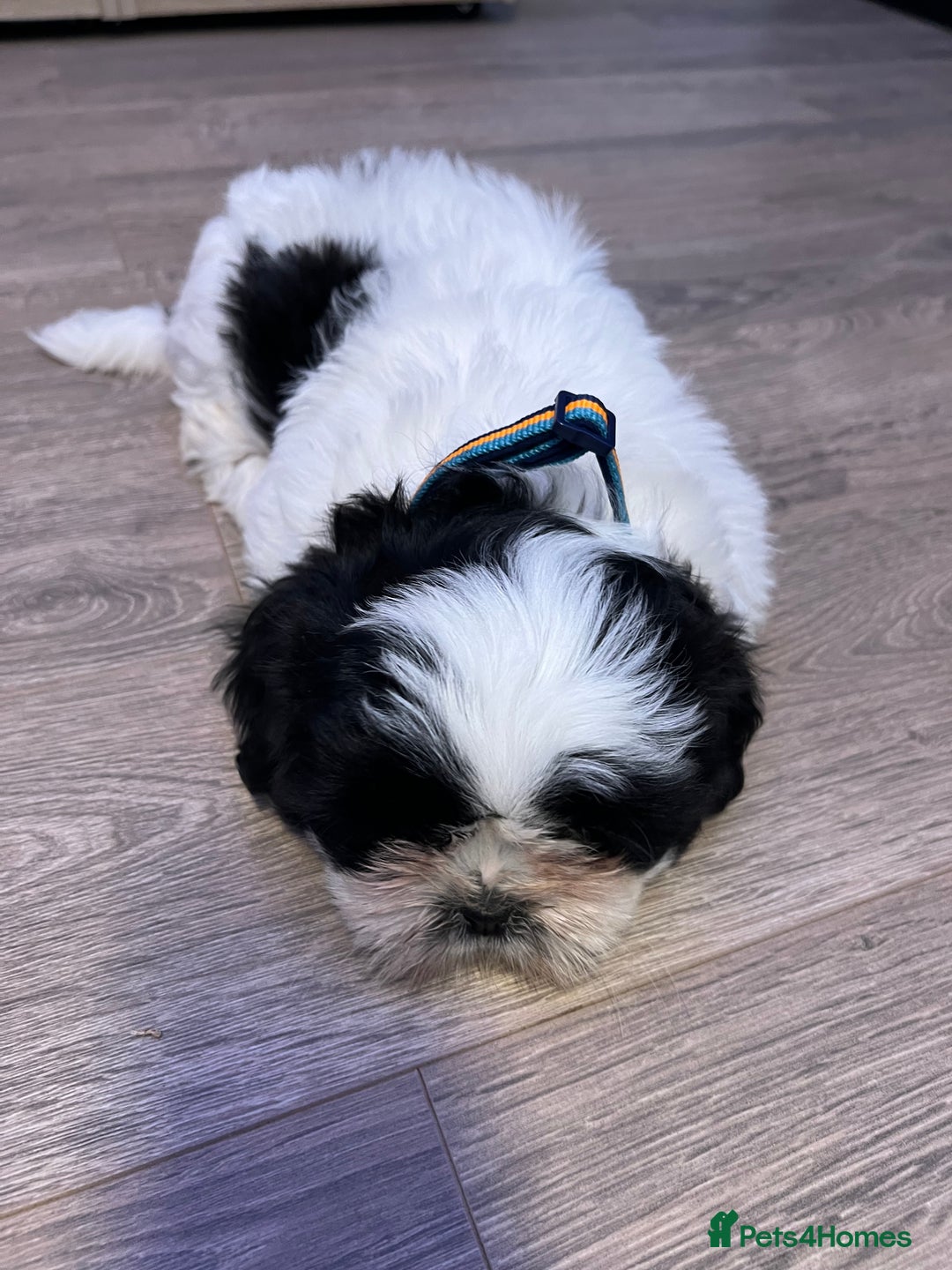 Shih Tzu dogs for sale: 4 adorable Shih Tzu for sale, 3 girls and 1 boy - Image 16