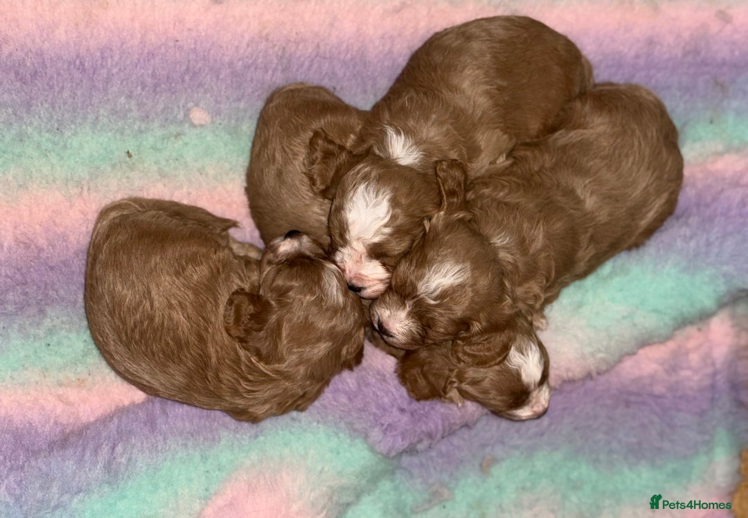 Cavapoo dogs for sale: Premium DNA Health Tested F1 Cavapoo Puppies - Advert 14