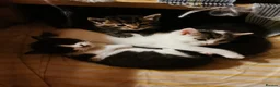 Mixed Breed cats for sale: 5 Beautiful Kittens need loving home - Advert 24