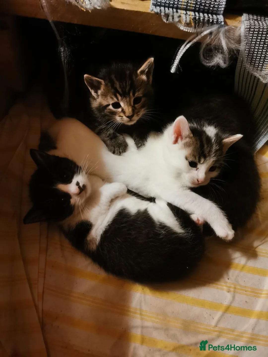 Mixed Breed cats for sale: 5 Beautiful Kittens need loving home - Advert 24