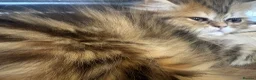 Persian cats for sale: Golden Chinchilla Female Persian kittens - Advert 7