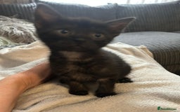 Mixed Breed cats for sale: Gorgeous kitten for sale - Image 3