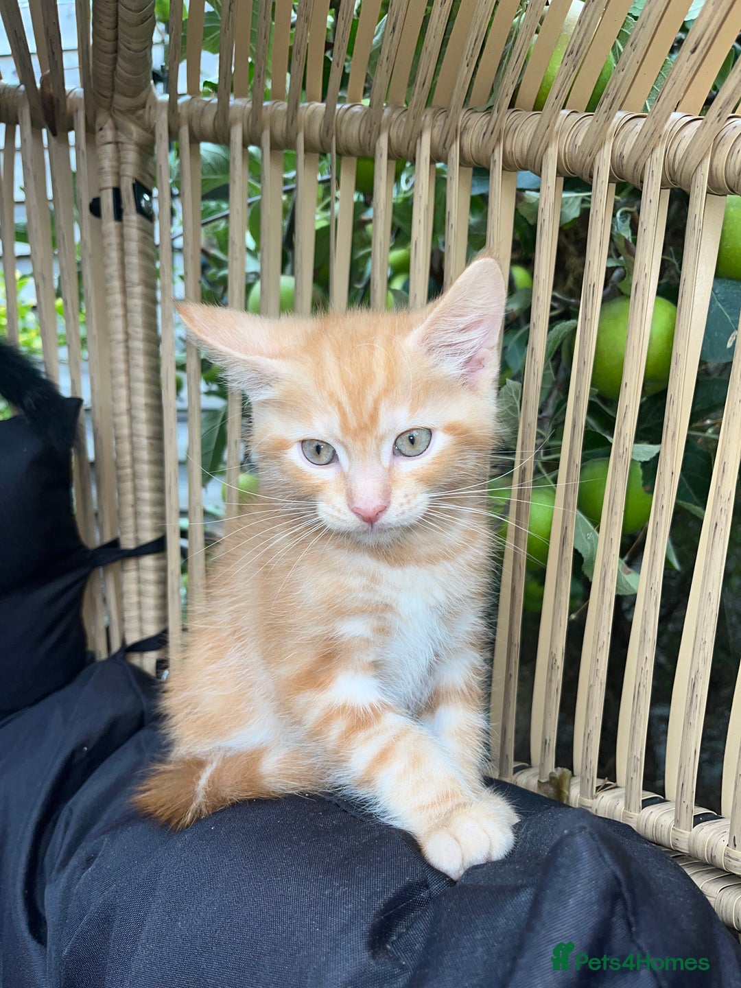 Maine Coon cats for sale: Maine Coon x Domestic Shorthair  - Image 28