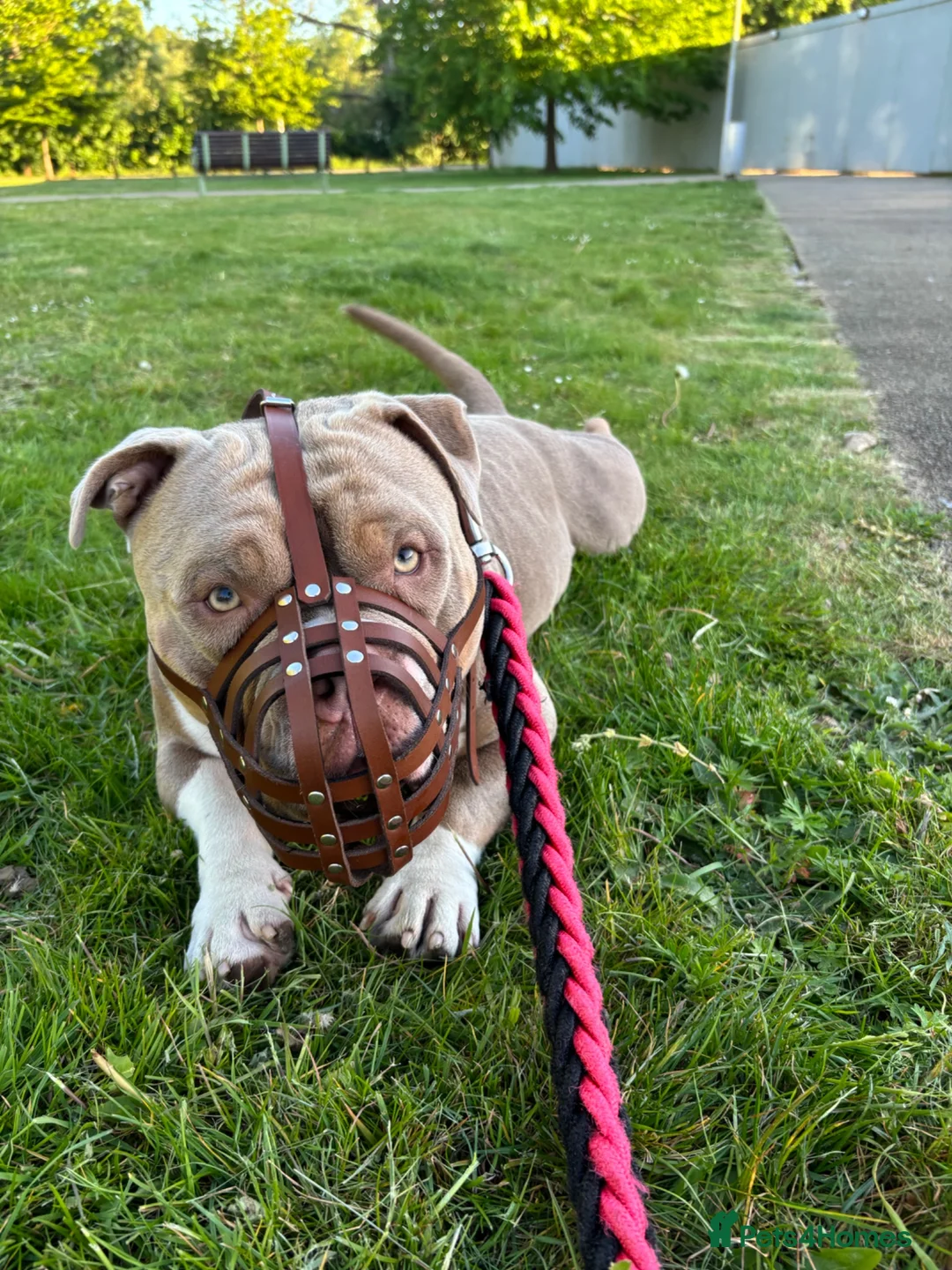 American Bully dogs for sale: American pocket bully boy needs a single owner <3 in London - Advert 2