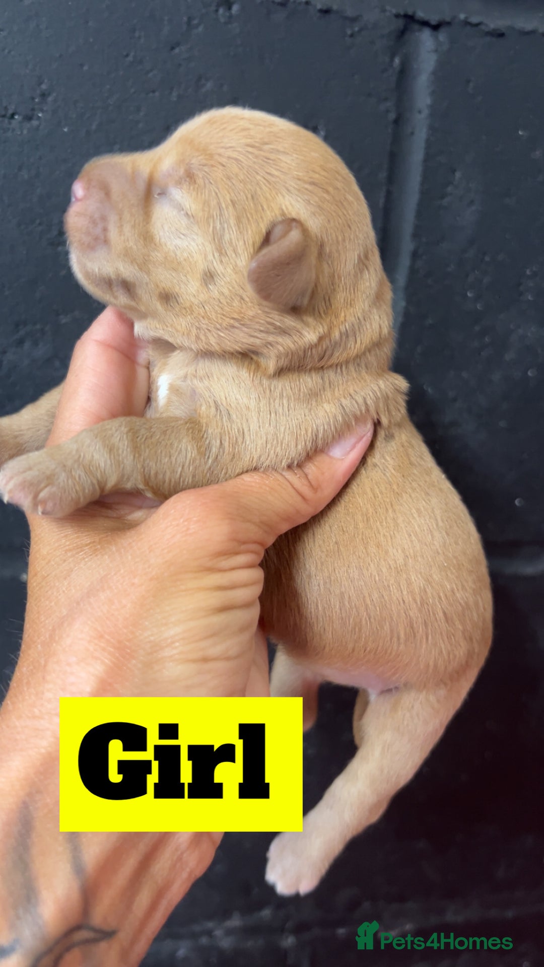 Mixed Breed dogs for sale: Miniature schnoodle pups  - Image 7