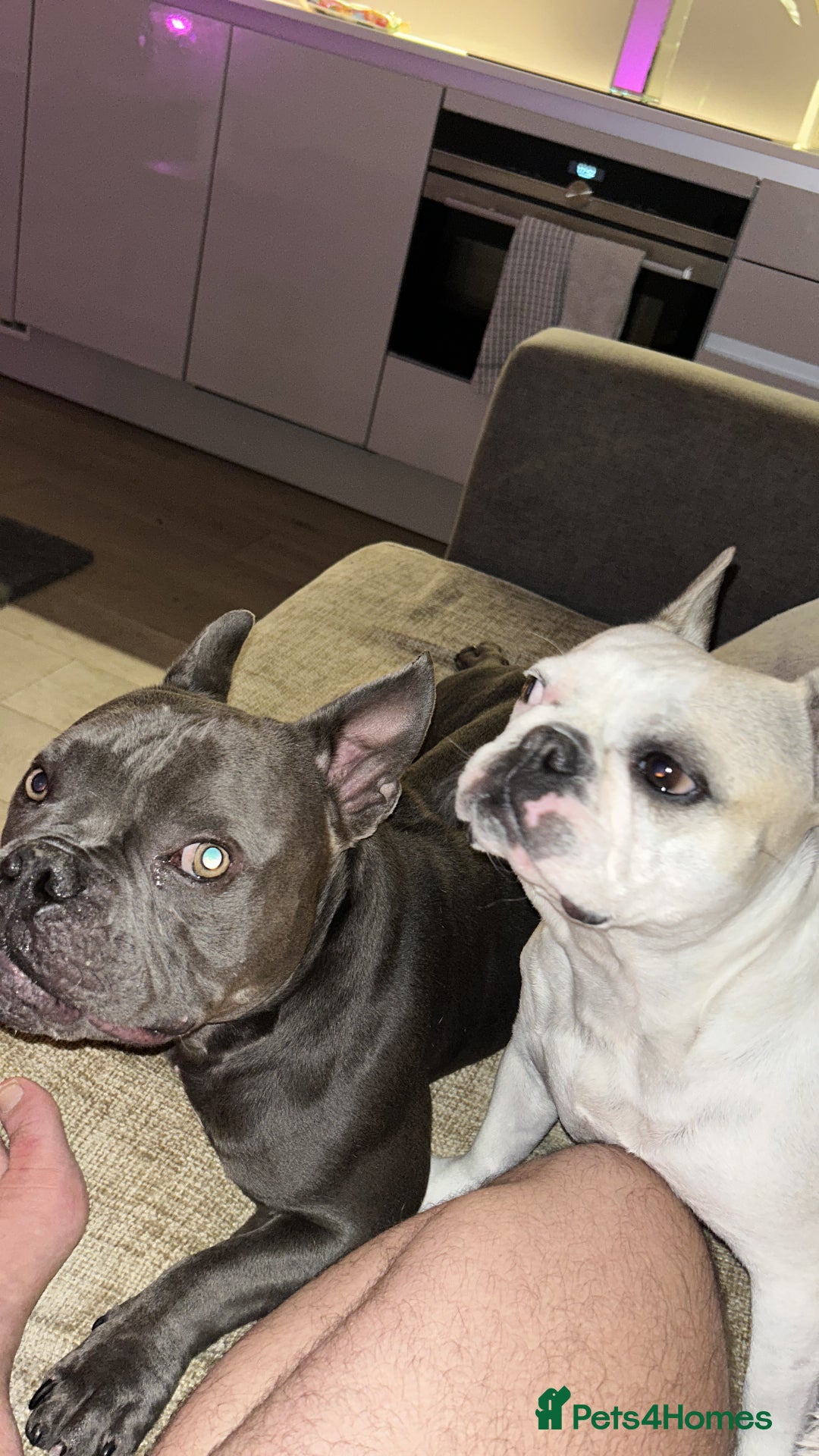 Mixed Breed dogs for sale: PEARL AND PAX - Advert 7