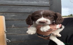 English Springer Spaniel dogs for sale: Beautiful pedigree springer spaniels  - Image 10