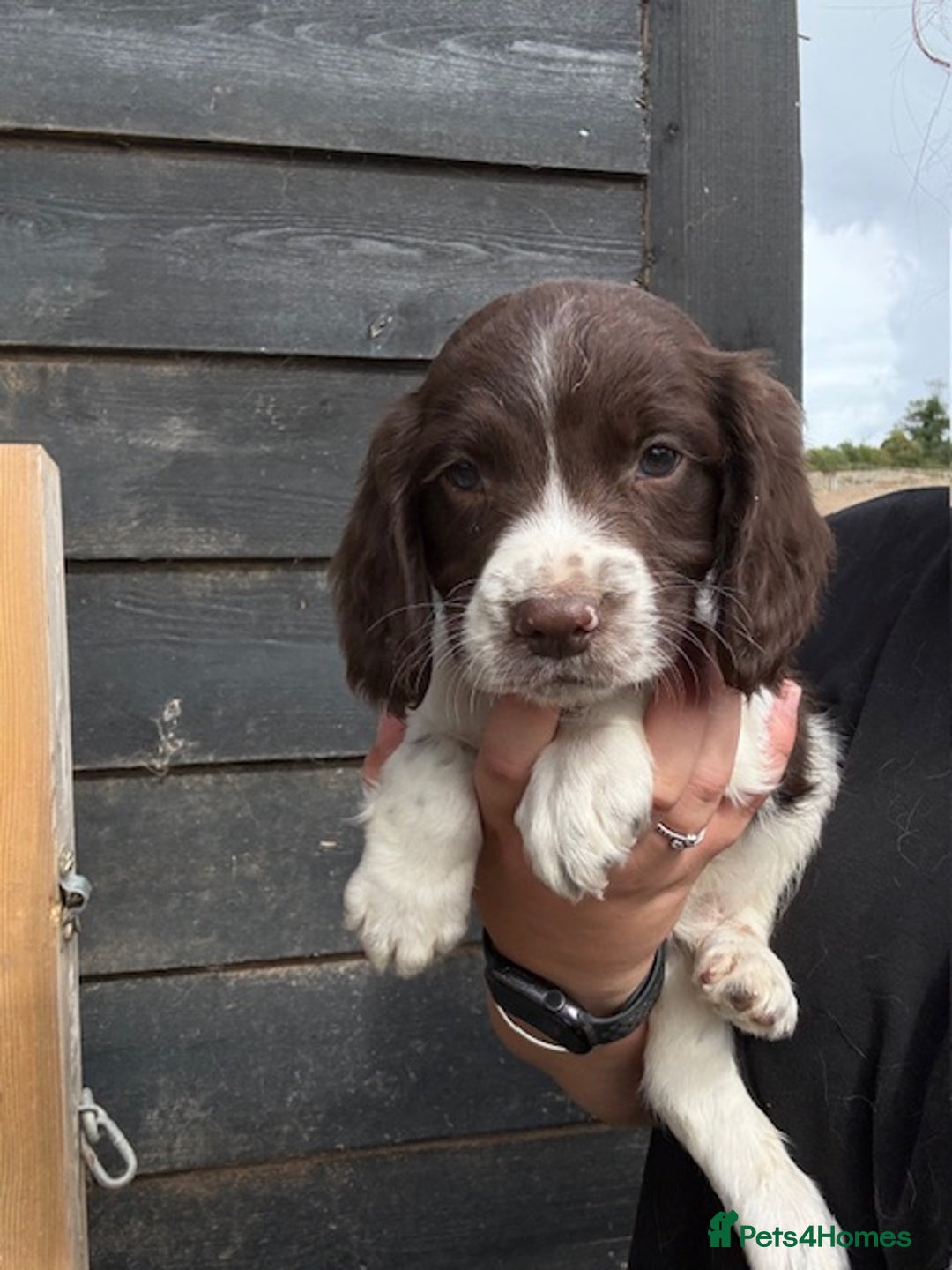 English Springer Spaniel dogs for sale: Beautiful pedigree springer spaniels  - Image 10