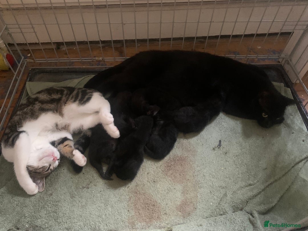 Mixed Breed cats for sale: Perfect black kittens  - Image 3