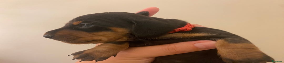 Miniature Dachshund Puppy 3