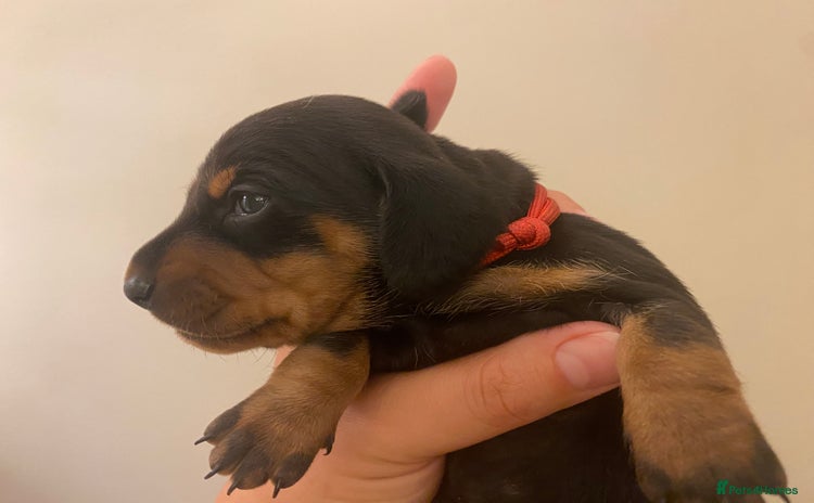 Miniature Dachshund dogs - Advert 2