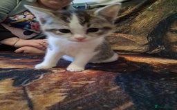 Mixed Breed cats for sale: Scottish straight cross kittens  - Image 20