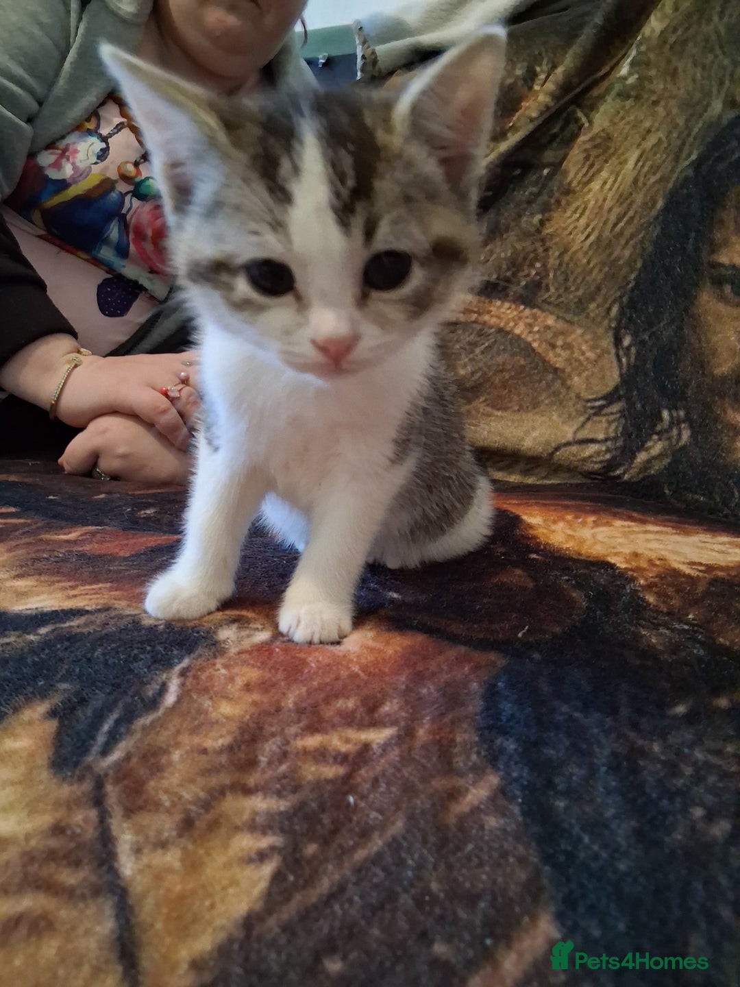 Mixed Breed cats for sale: Scottish straight cross kittens  - Image 20