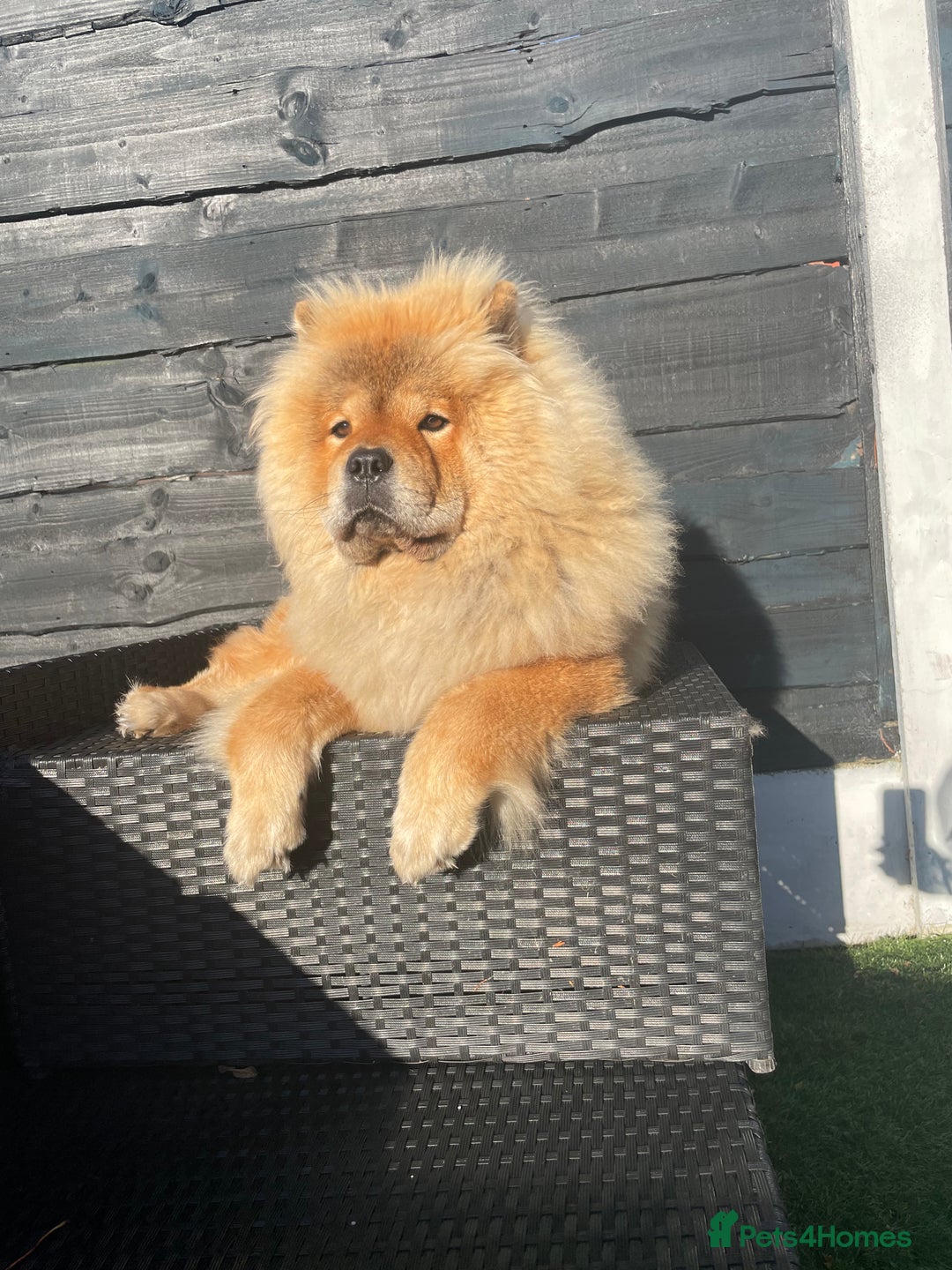 Chow Chow dogs for sale: Chow Chow for sale  - Image 5