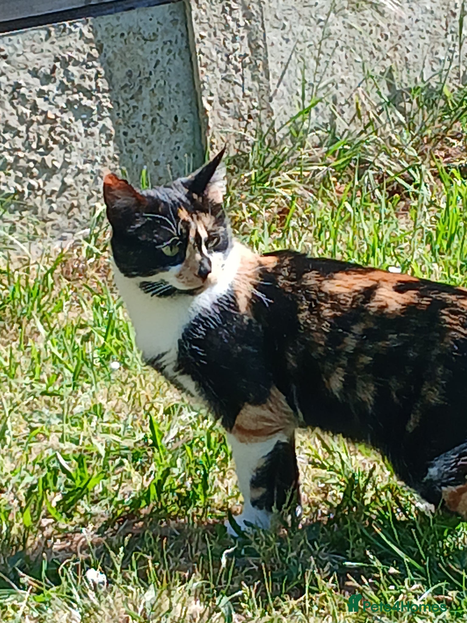 Mixed Breed cats Cat female name vela - Advert 2