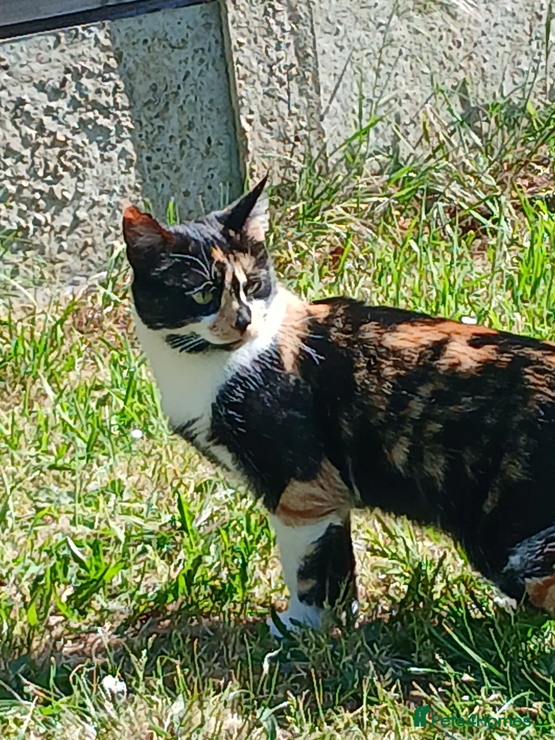 Mixed Breed cats for sale: Cat female name vela in Rainham - Advert 1