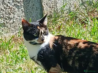 Mixed Breed cats Cat female name vela - Advert 1