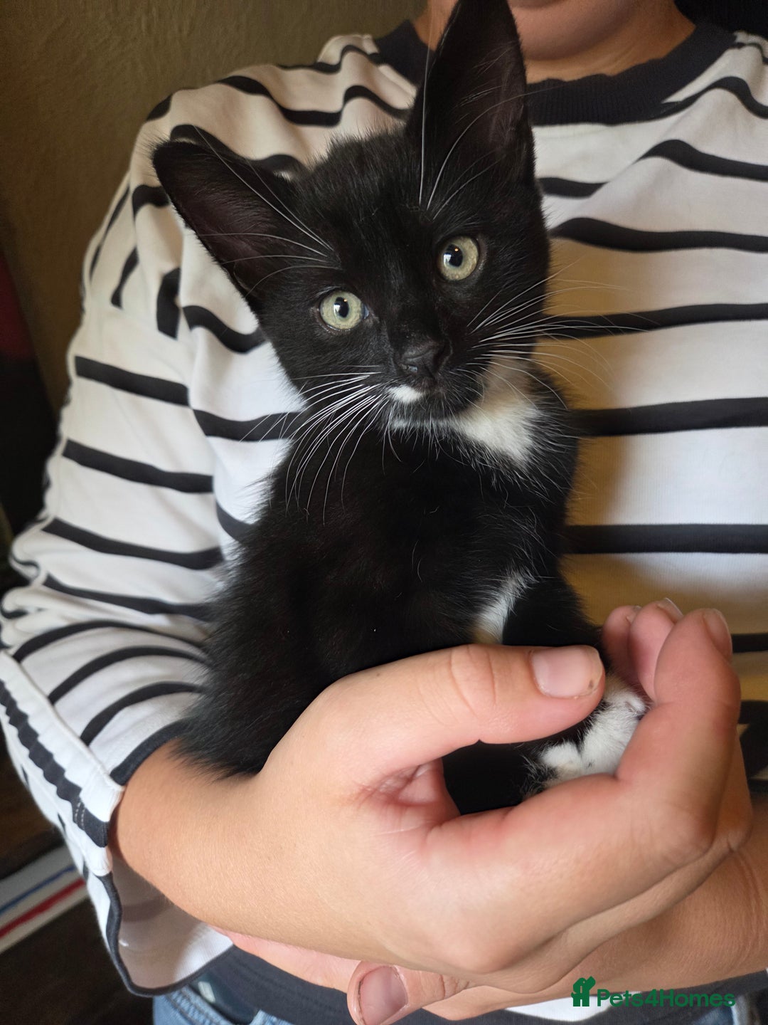 Mixed Breed cats for sale: Kittens Ready for new homes - Image 5