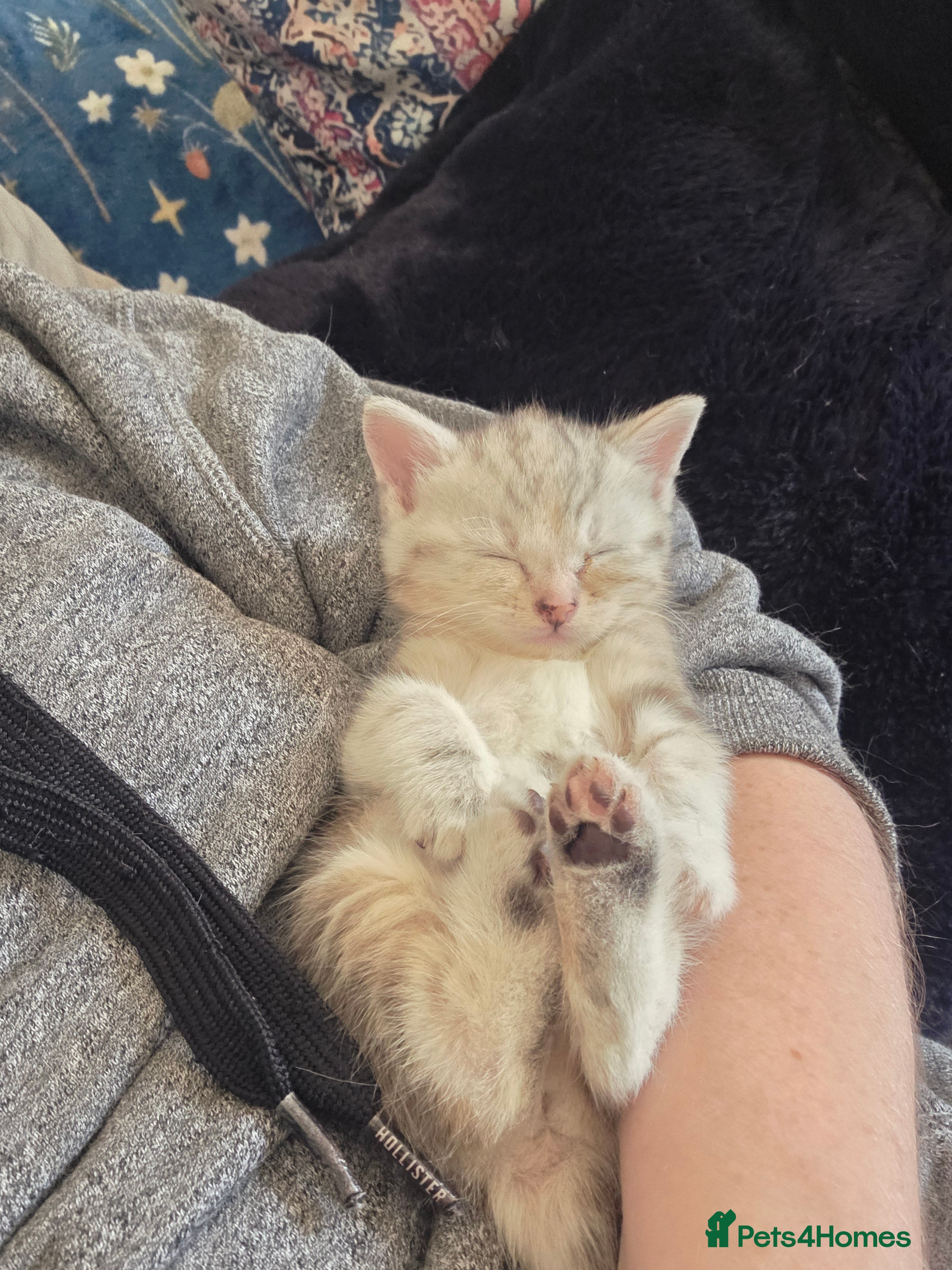 Mixed Breed cats Beautiful Cream Bengal Cross Kittens. - Advert 2