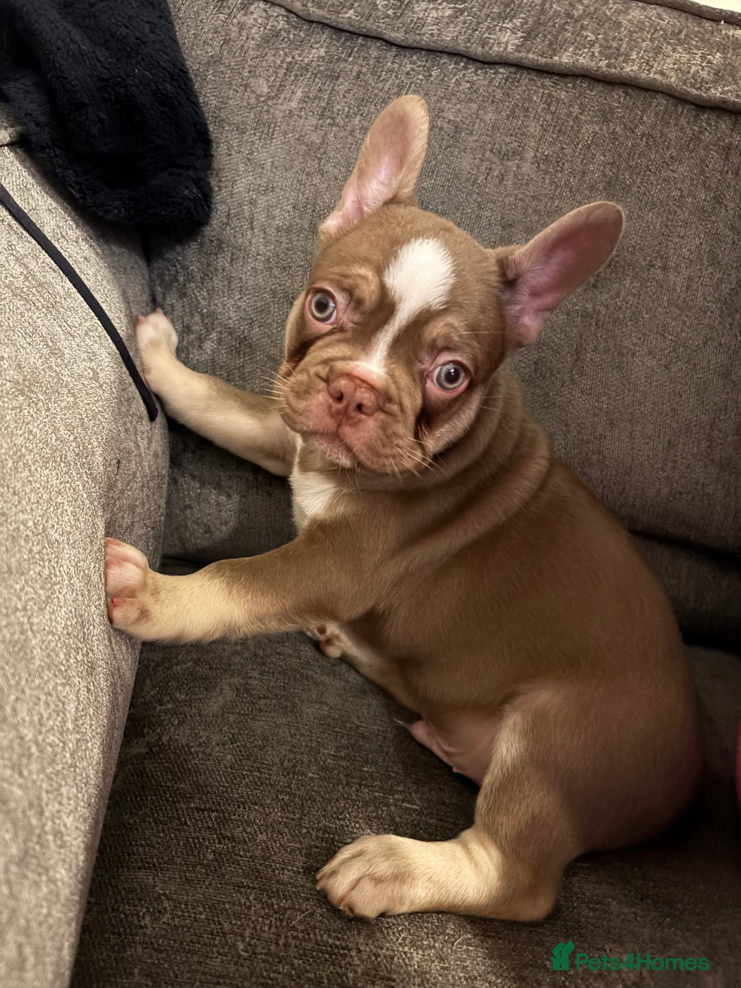 French Bulldog dogs for sale: READY NOW- 2 BOYS LEFT- QUALITY FRENCHIE PUPS - Advert 4