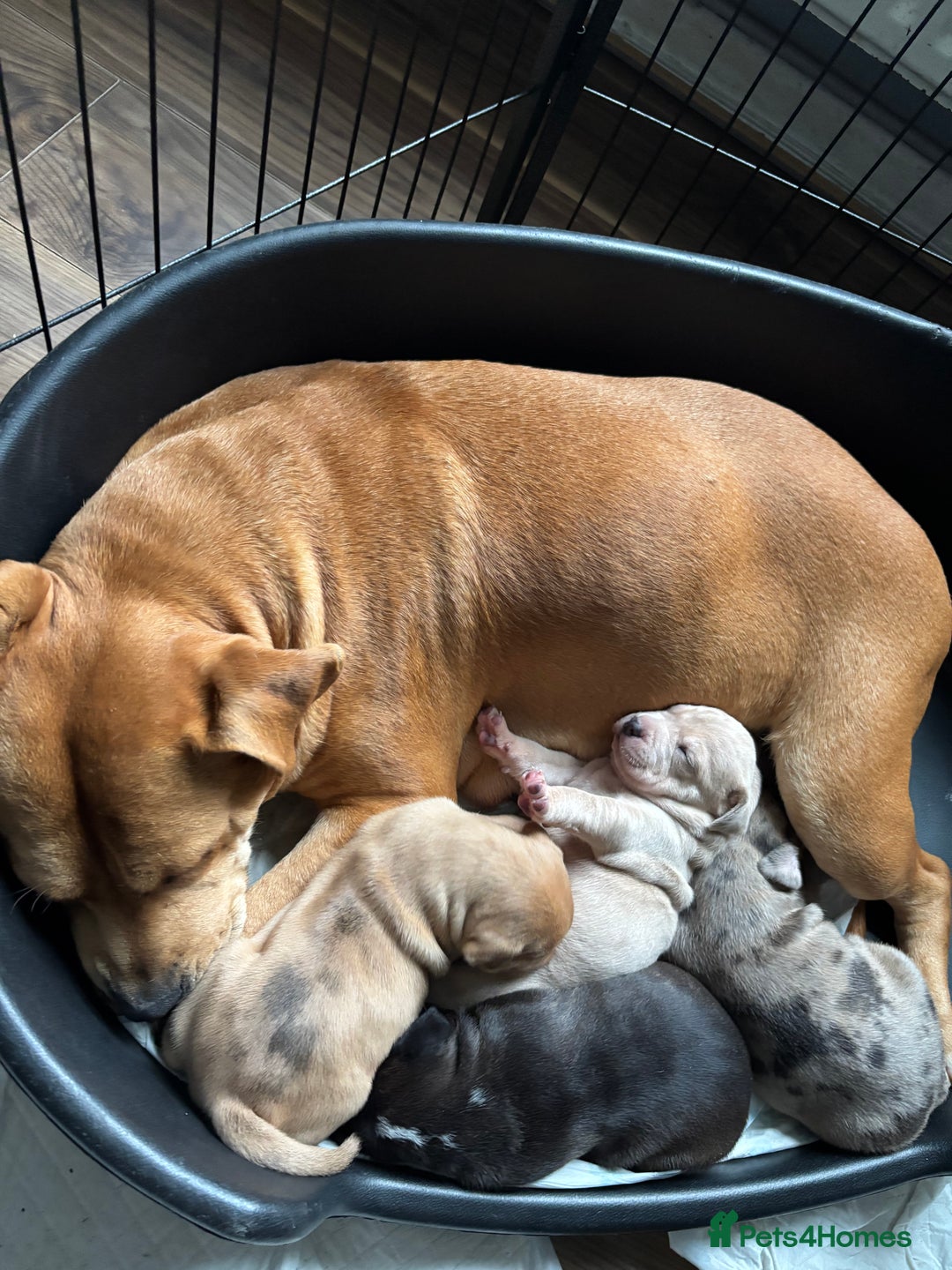 Staffordshire Bull Terrier dogs for sale: Staffordshire puppies  - Image 1