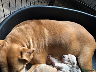Staffordshire Bull Terrier dogs - Advert 16