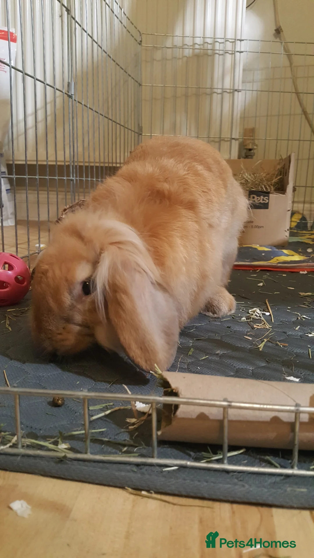 Mixed Breed rabbits for sale: Beautiful boy Augy in Woodbridge - Advert 3