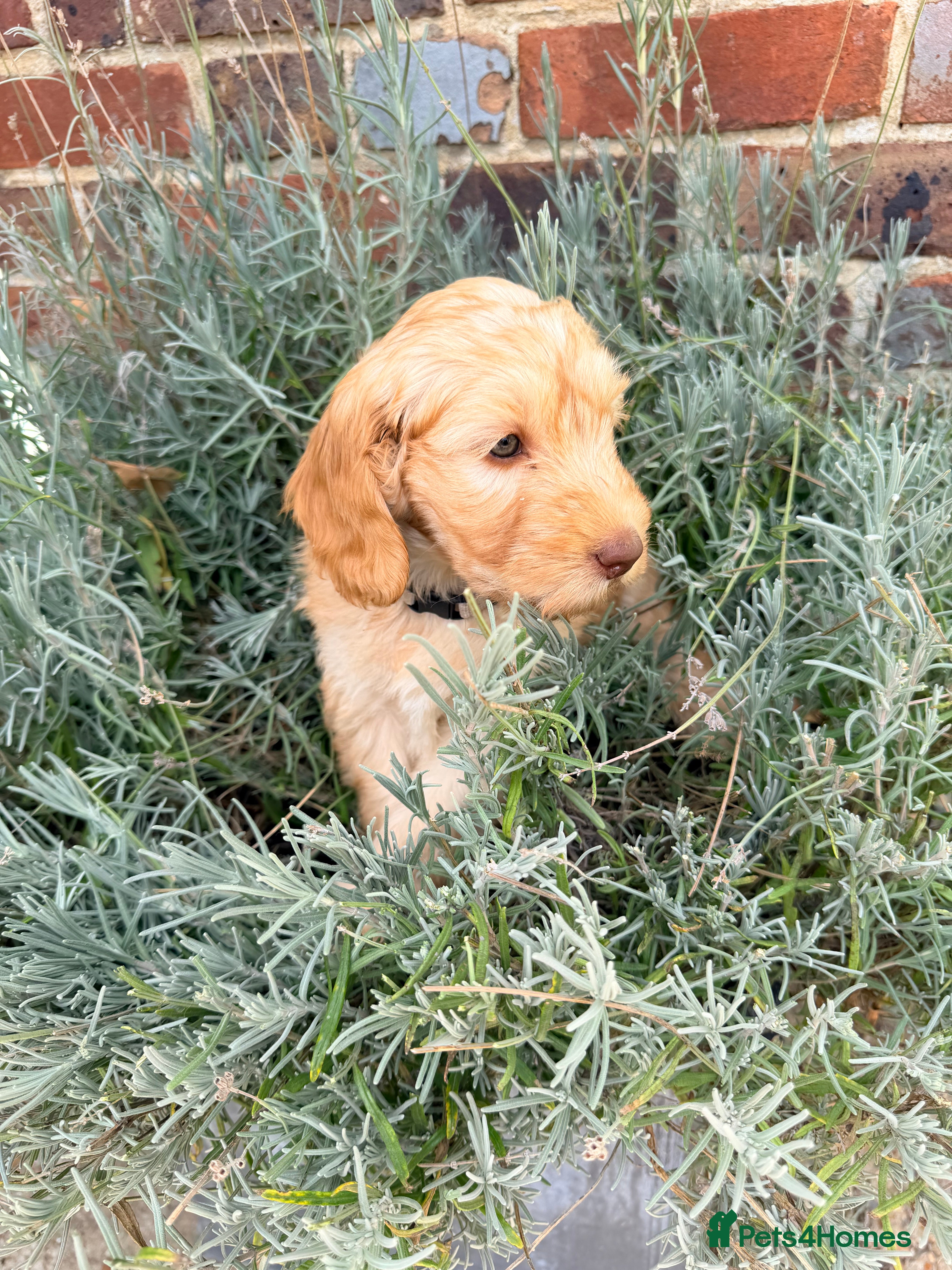 Labradoodle dogs Perfect fox red medium Labradoodles  - Advert 2